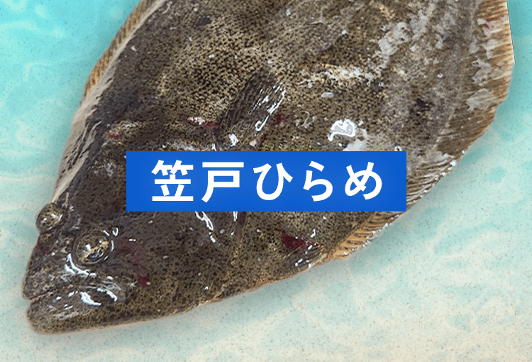 笠戸ひらめ
