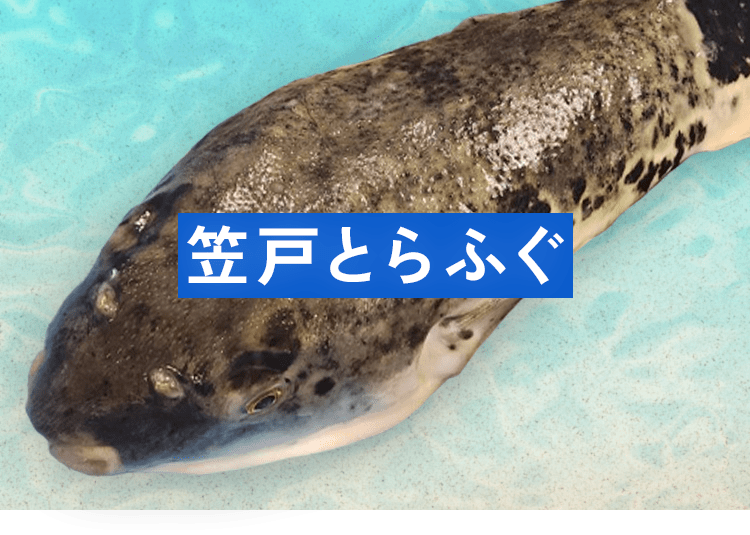 笠戸とらふぐ